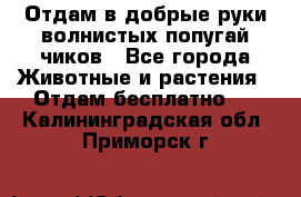 Отдам в добрые руки волнистых попугай.чиков - Все города Животные и растения » Отдам бесплатно   . Калининградская обл.,Приморск г.